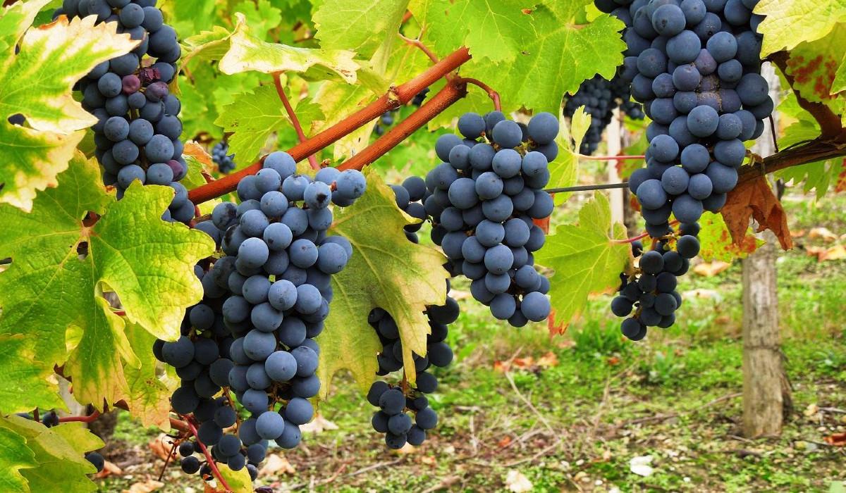 Szczepy, które wypada znać: cabernet sauvignon
